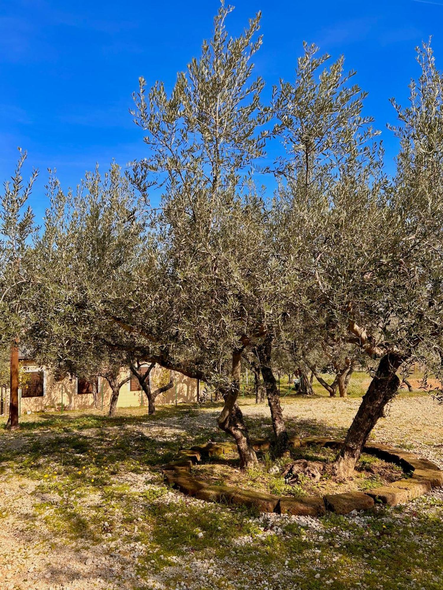 oasi macerina Villa Alanno Bagian luar foto